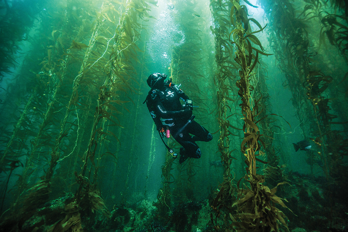 Diver in kelp