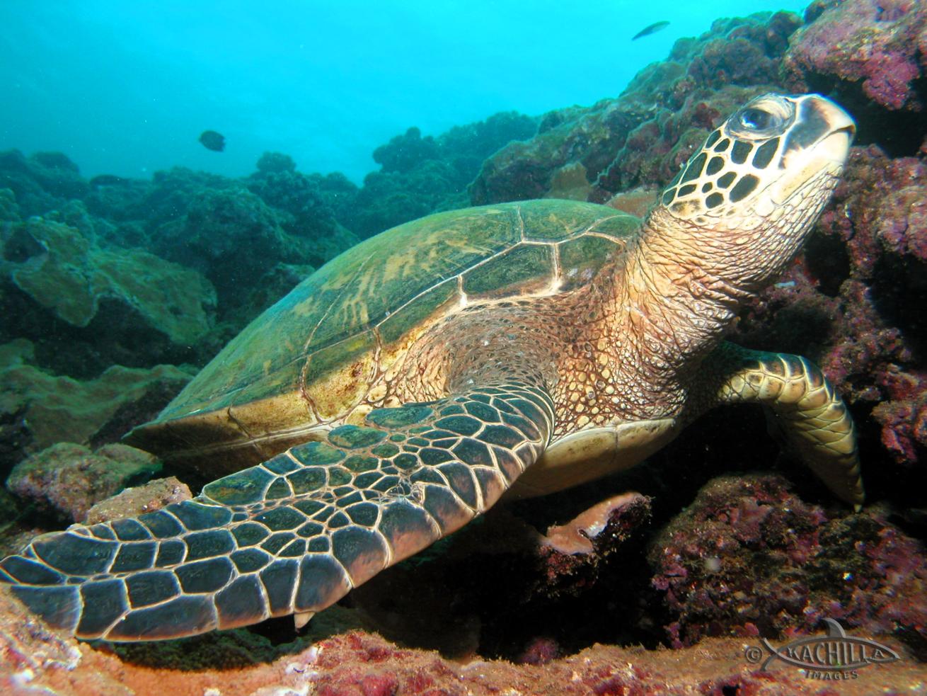 scuba diving oahu sea turtle