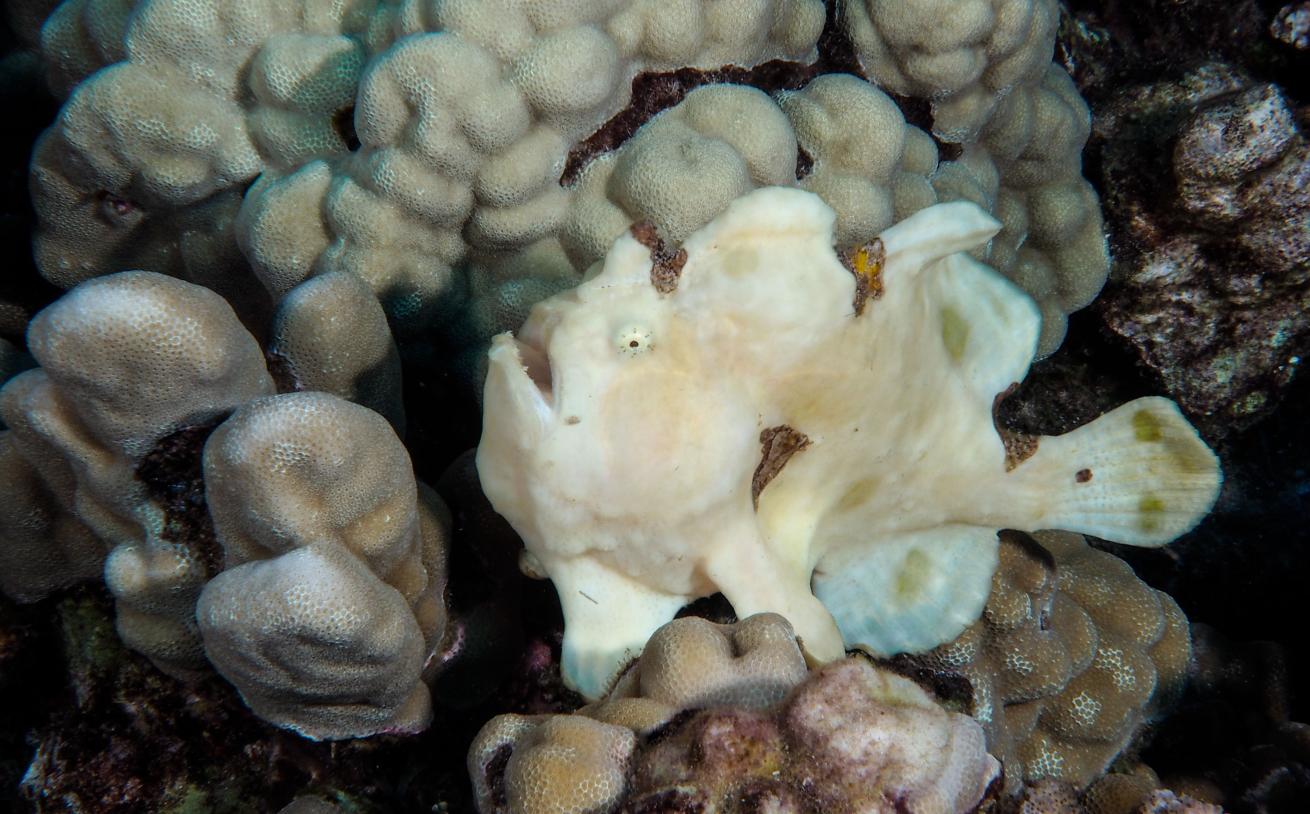 frogfish scuba diving hawaii