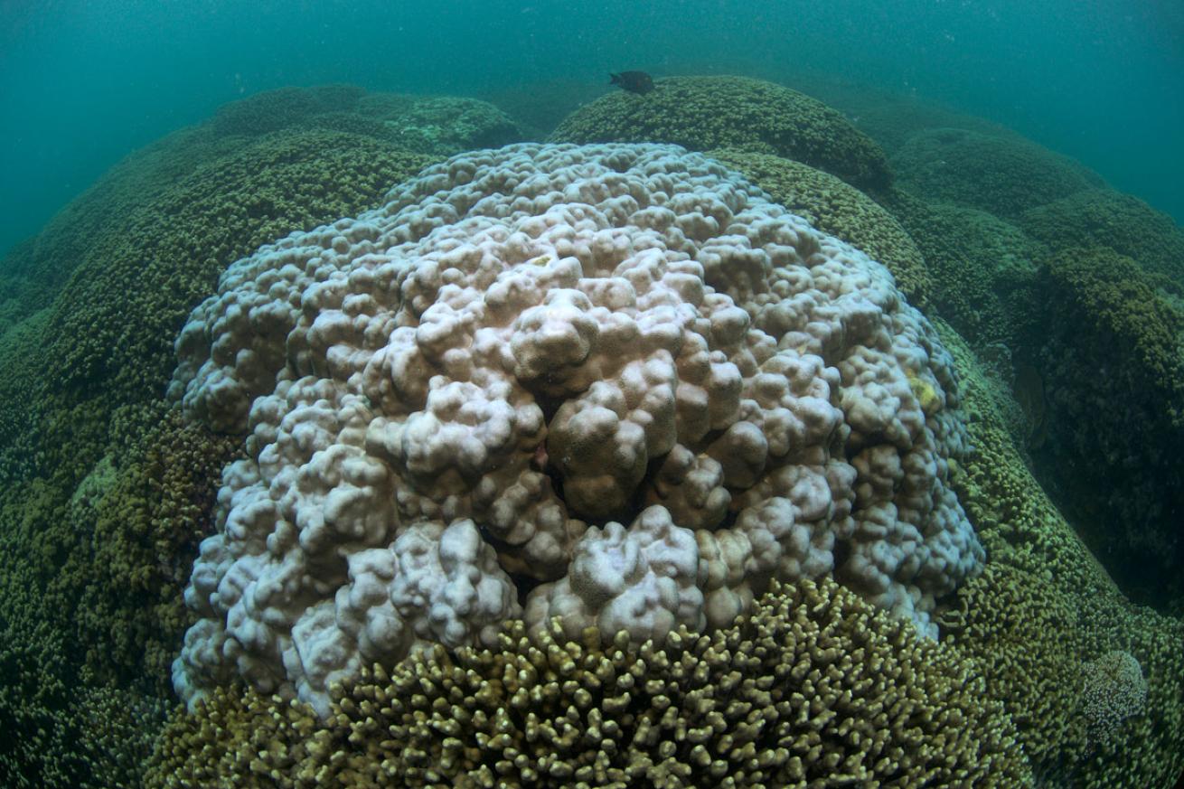 Early signs of coral bleaching in Kaneohe Bay, Hawaii - August 2015