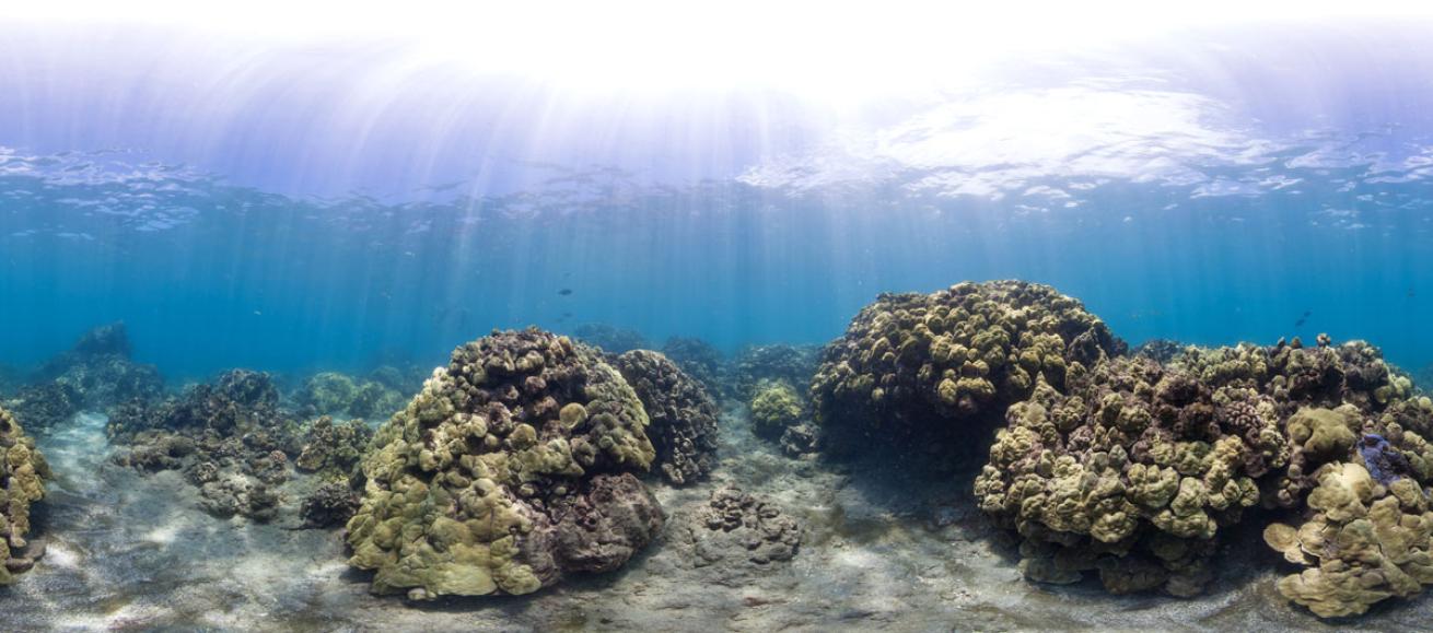 Flattened 360° panorama of the coral reef at Hanauma Bay, Hawaii - 2012