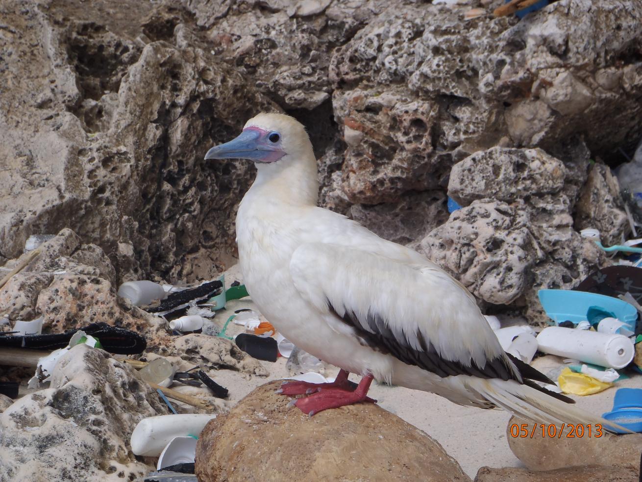 A red-footed booby on Christmas Island, in the Indian Ocean.