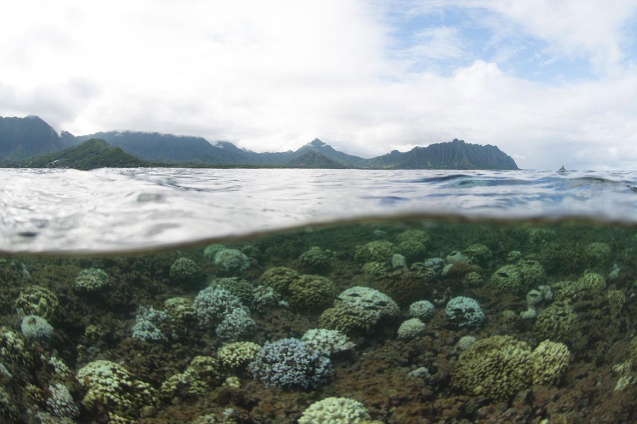 Coral bleaching in Kaneohe Bay, Hawaii - October 2014