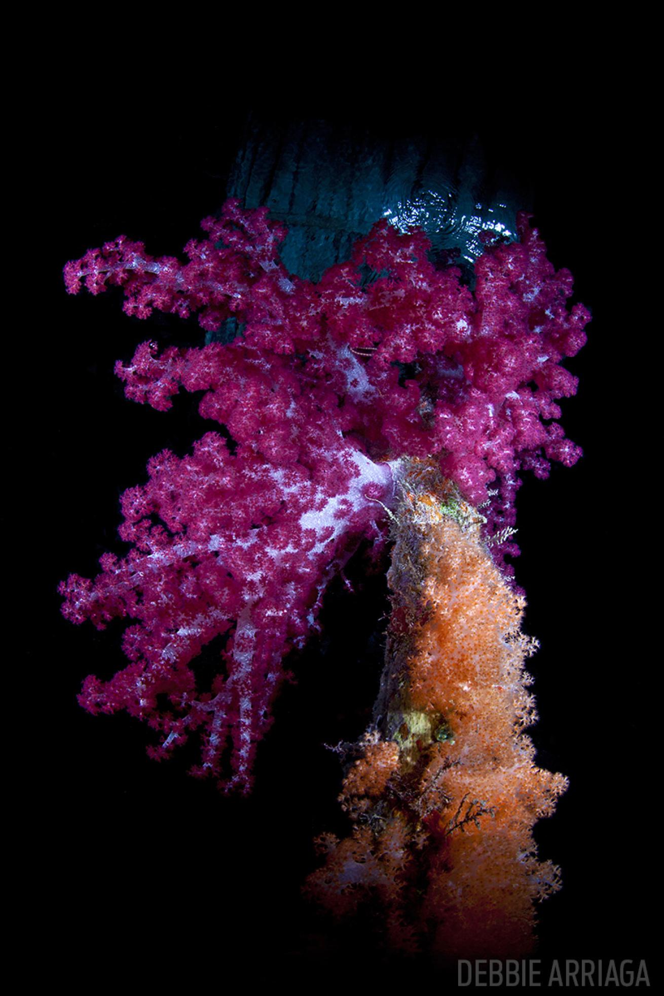 The soft corals of Arborek Jetty in Raja Ampat, Indonesia. 