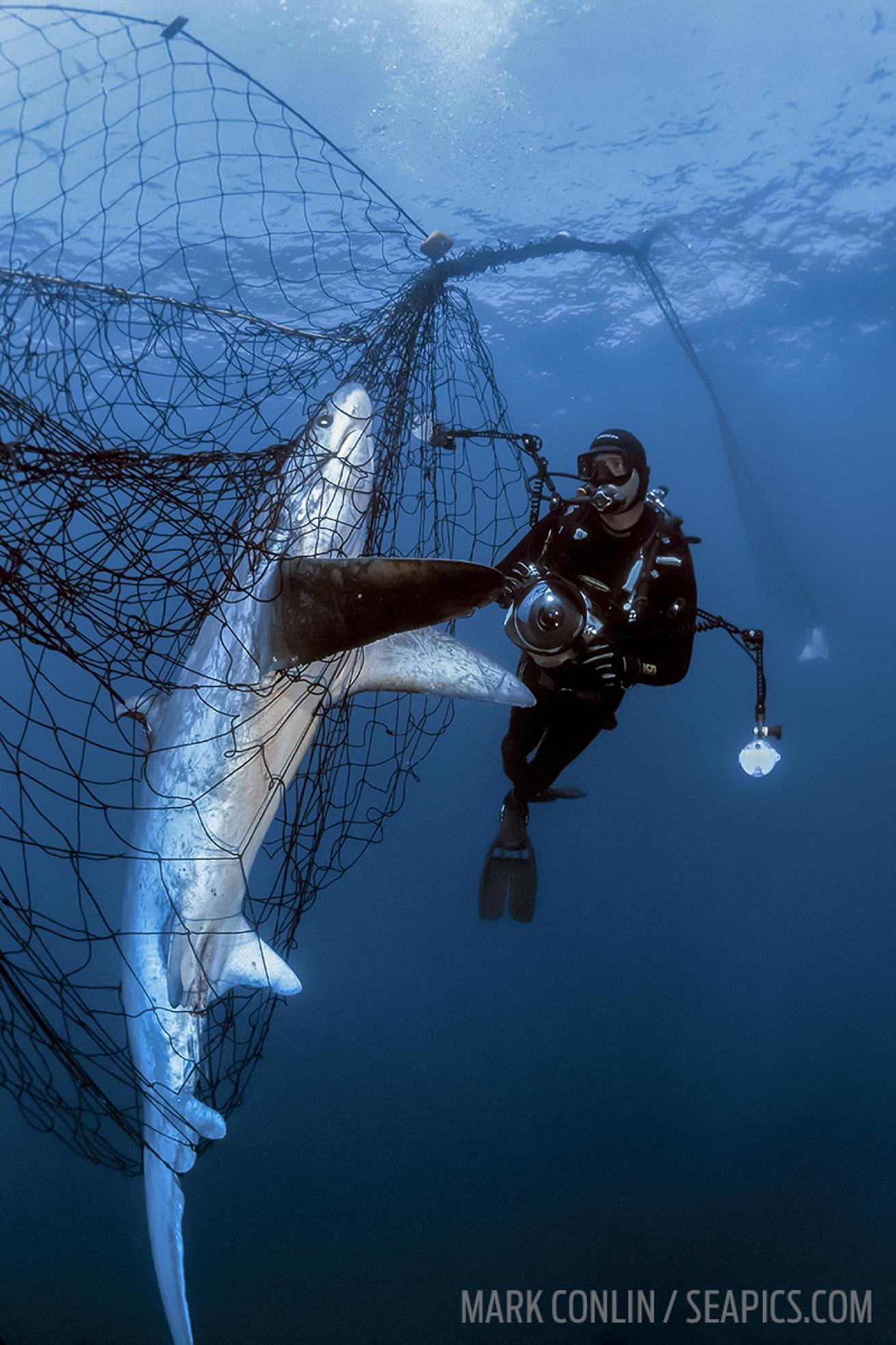 Scuba diver next to blue shark caught in fishing net