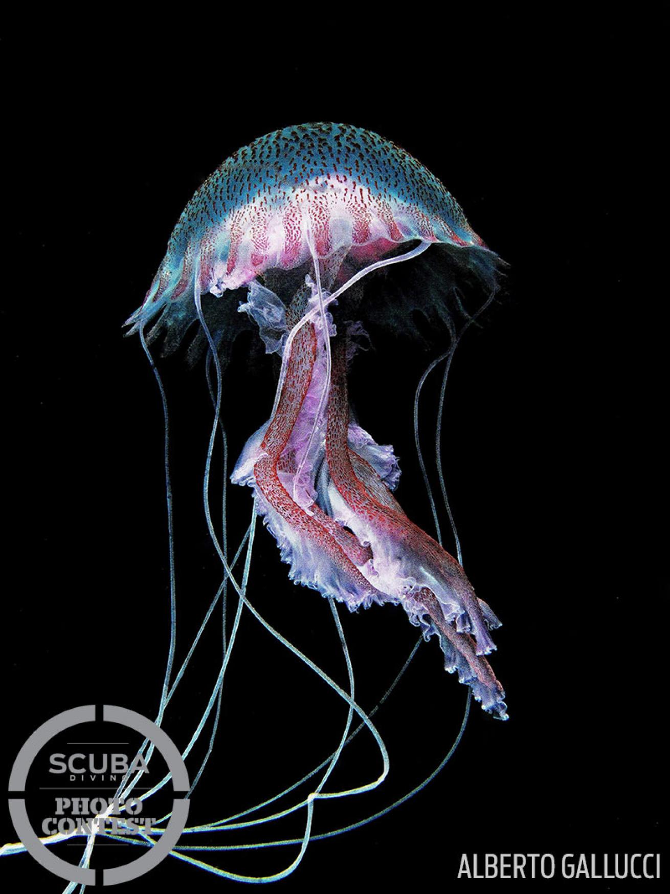 Jellyfish underwater photo Mediterranean Sea