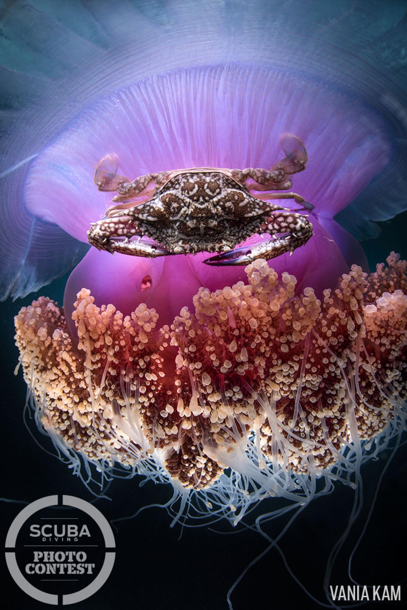 Crab riding on a jellyfish underwater photo