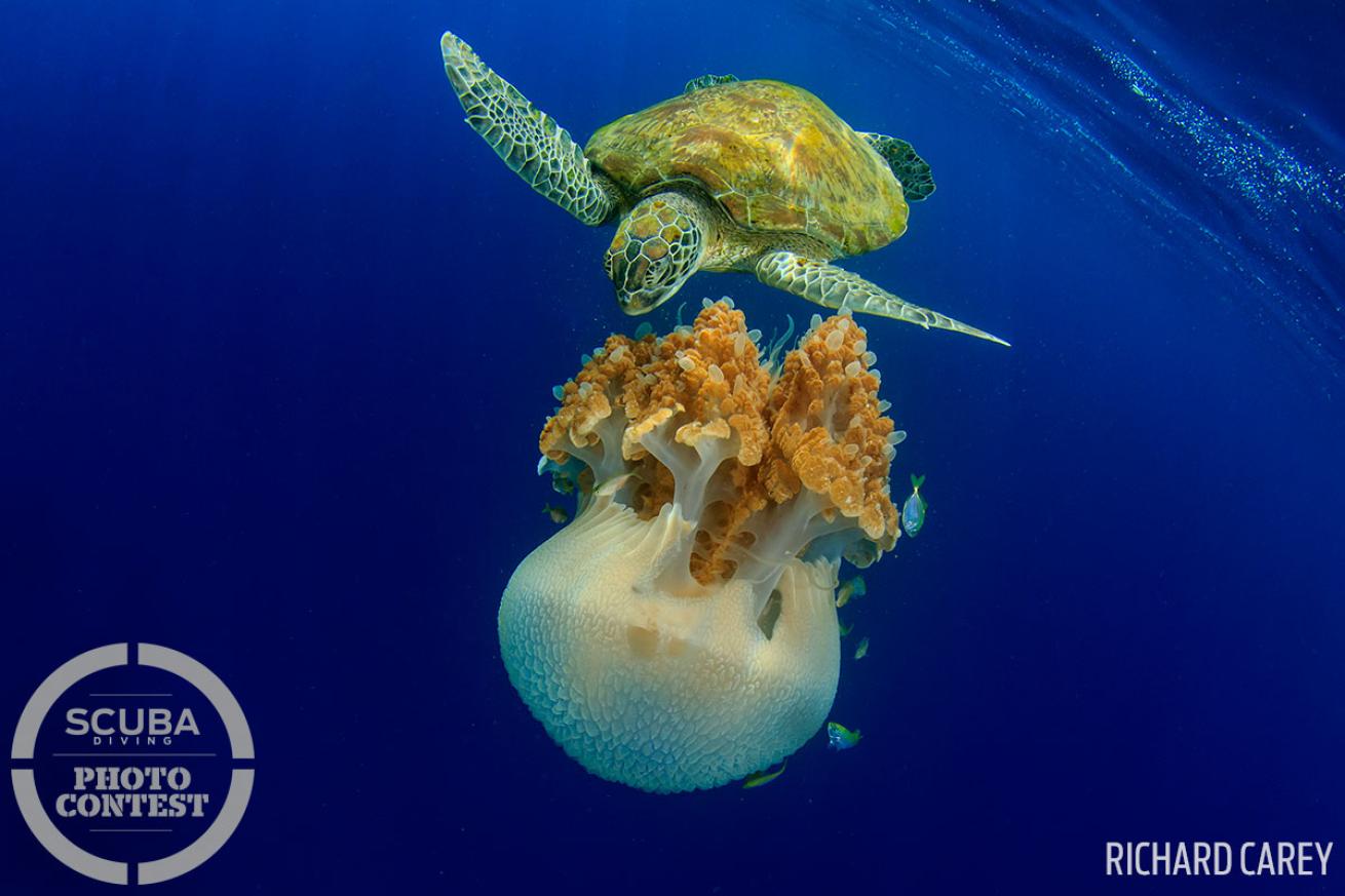 Green sea turtle snacks on mosaic jellyfish underwater photo thailand