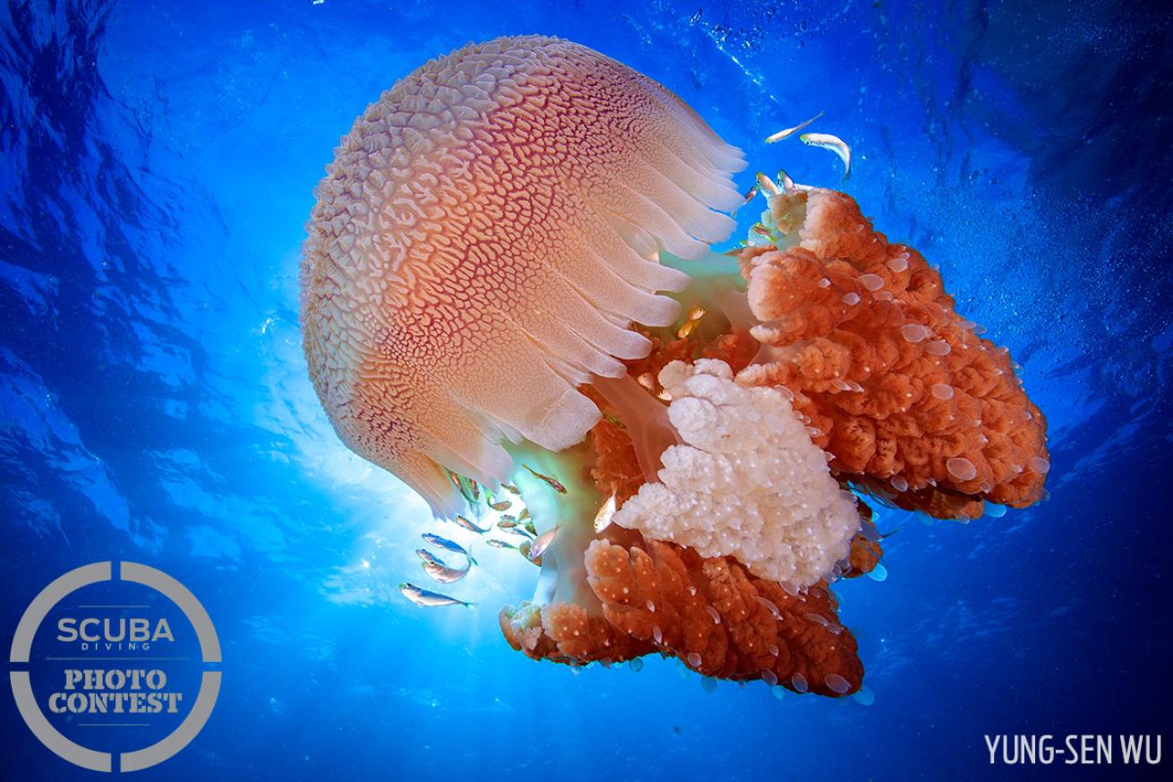 Jellyfish underwater photo Thailand