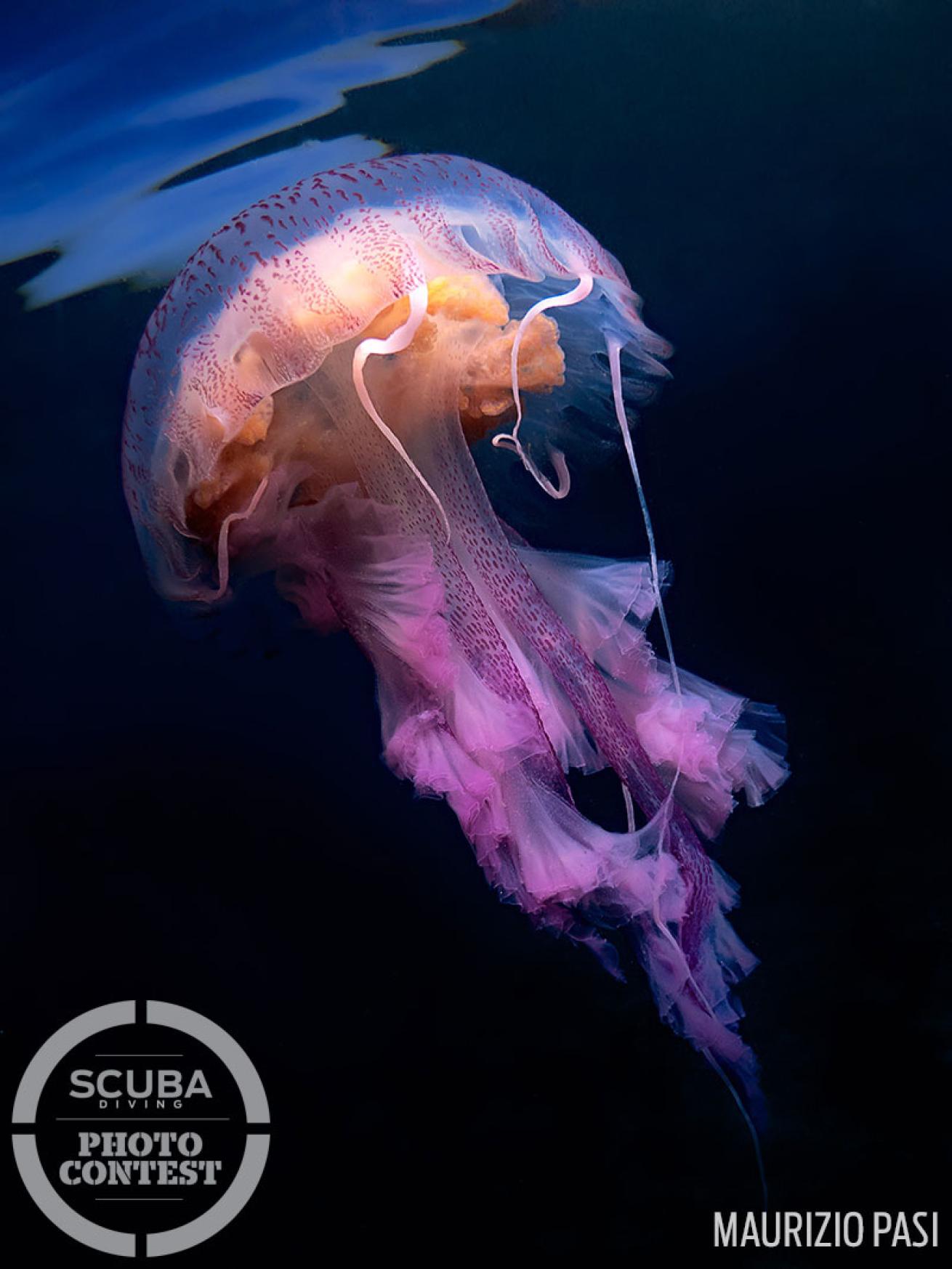 Mauve stinger jellyfish in the Mediterranean Sea