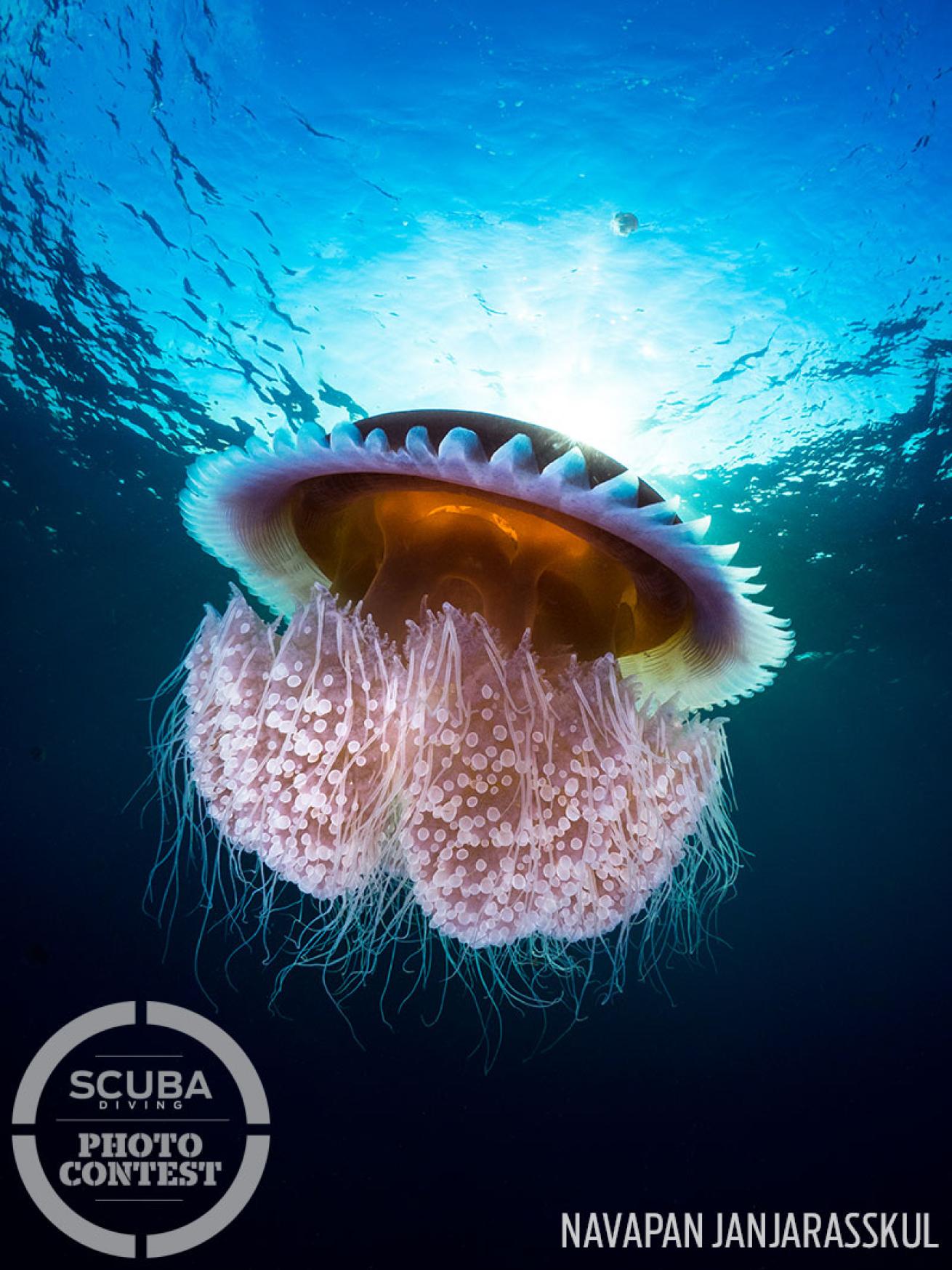 Jellyfish underwater photo
