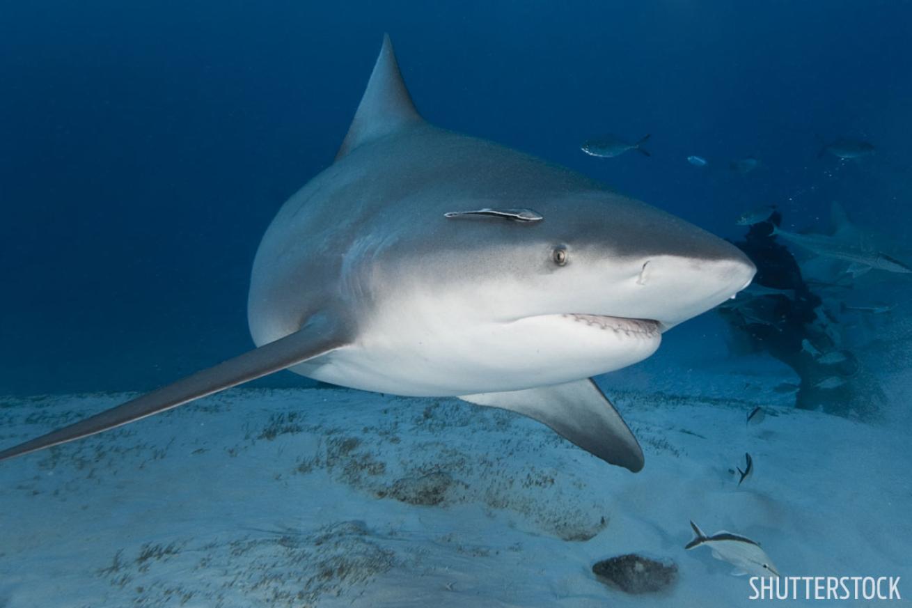 scuba diving with bull sharks in mexico