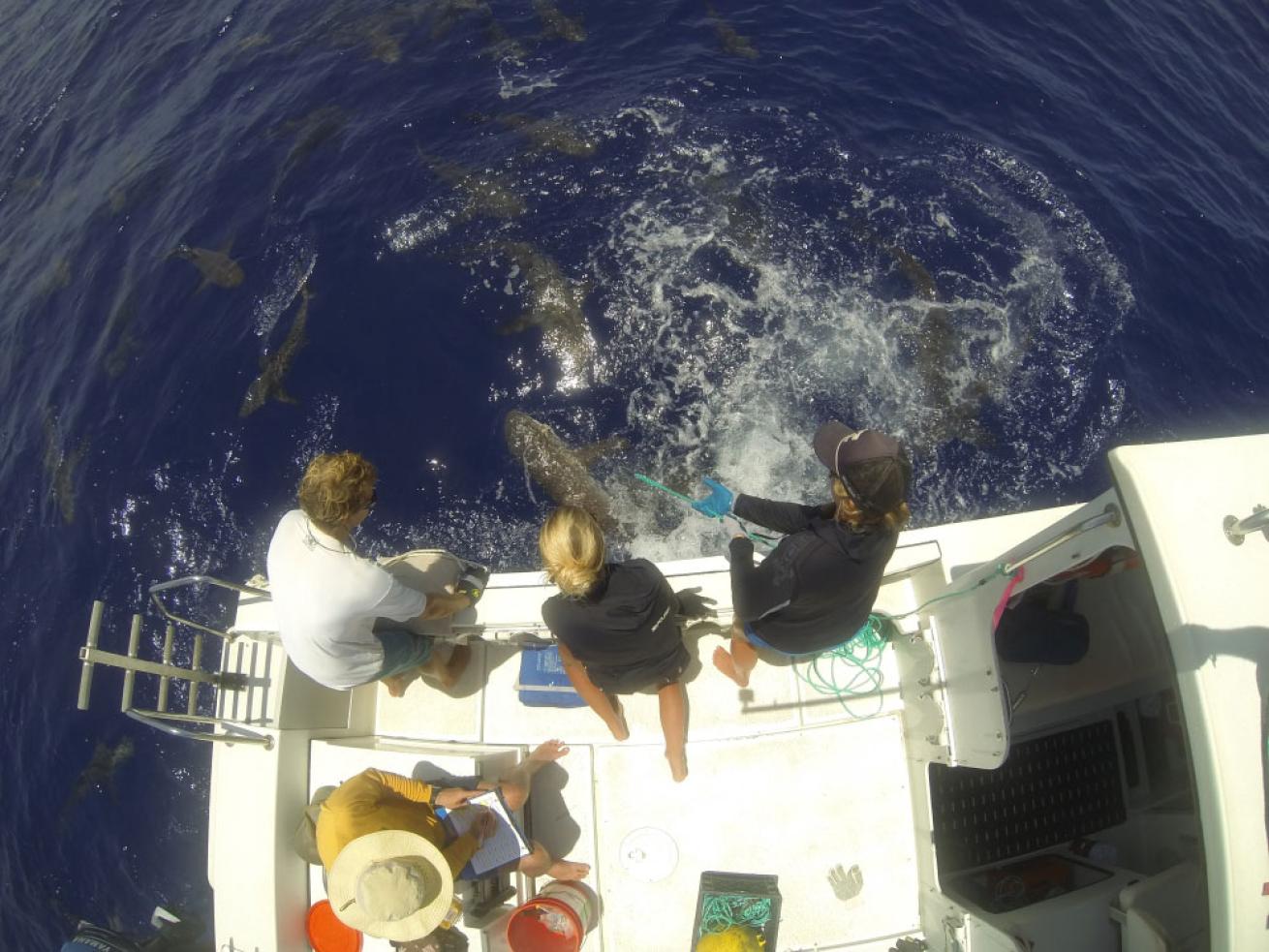 grey reef shark being caught for tagging