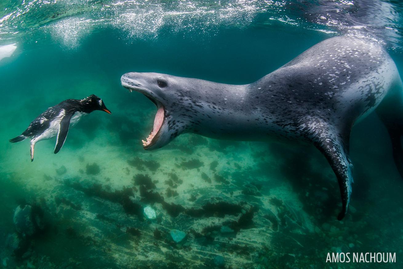antarctic leopard seal eating penguin