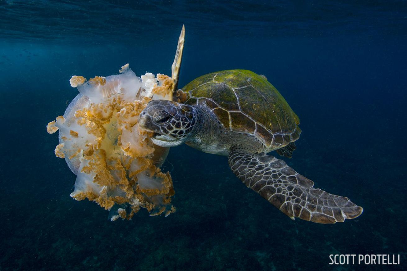 green turtle eating jellyfish