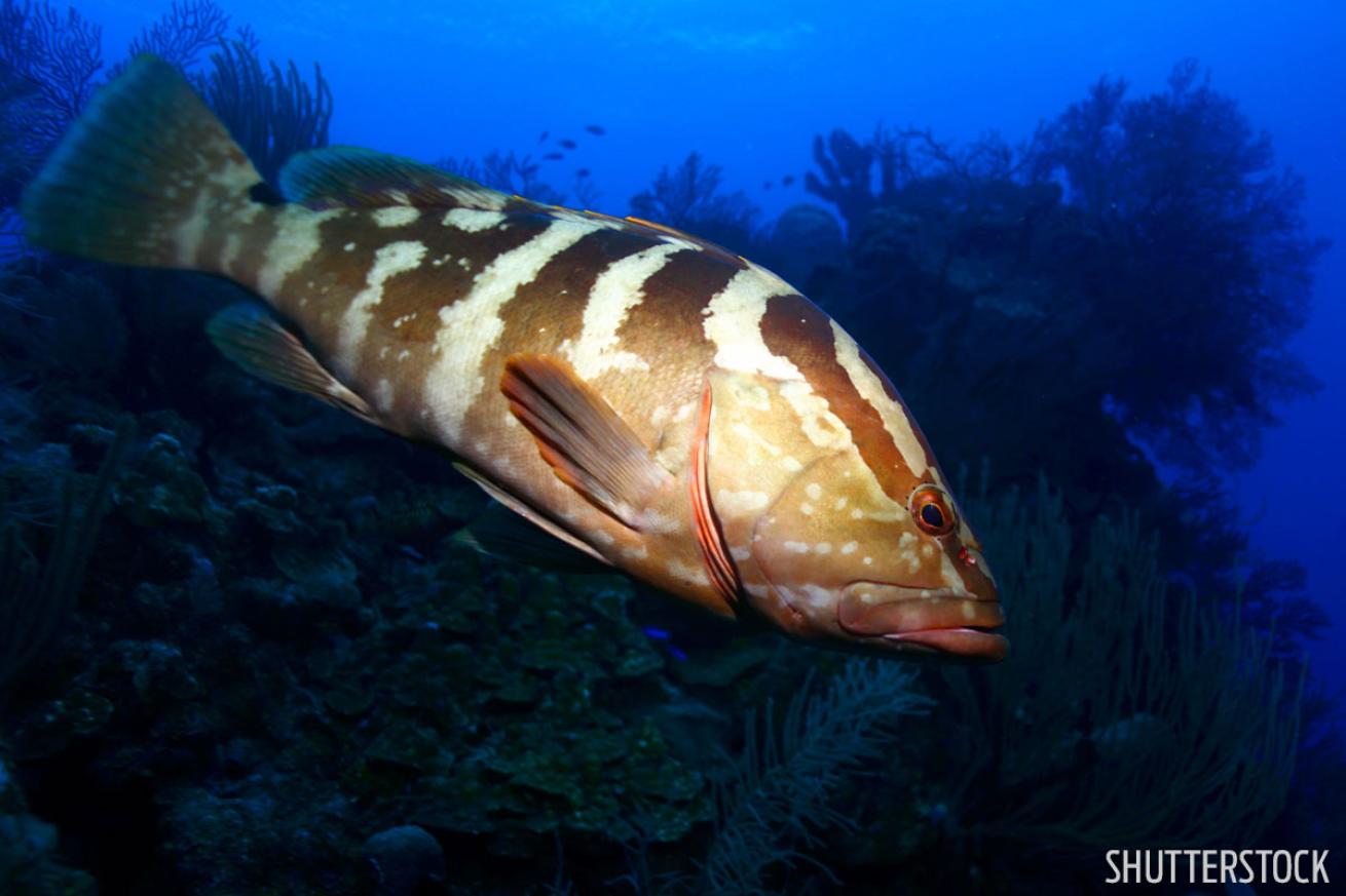 Belize Goliath Grouper 