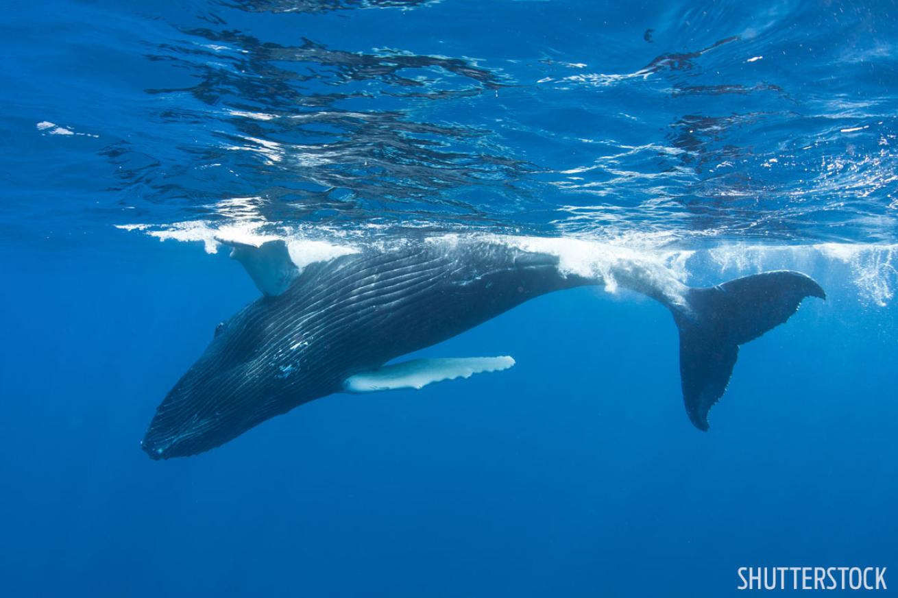 Turks and Caicos Humpback Whales 