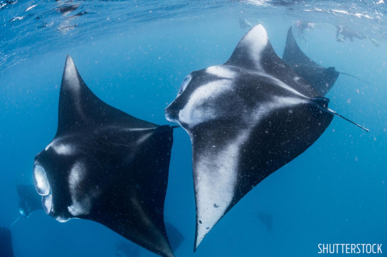 Manta Rays Maldives