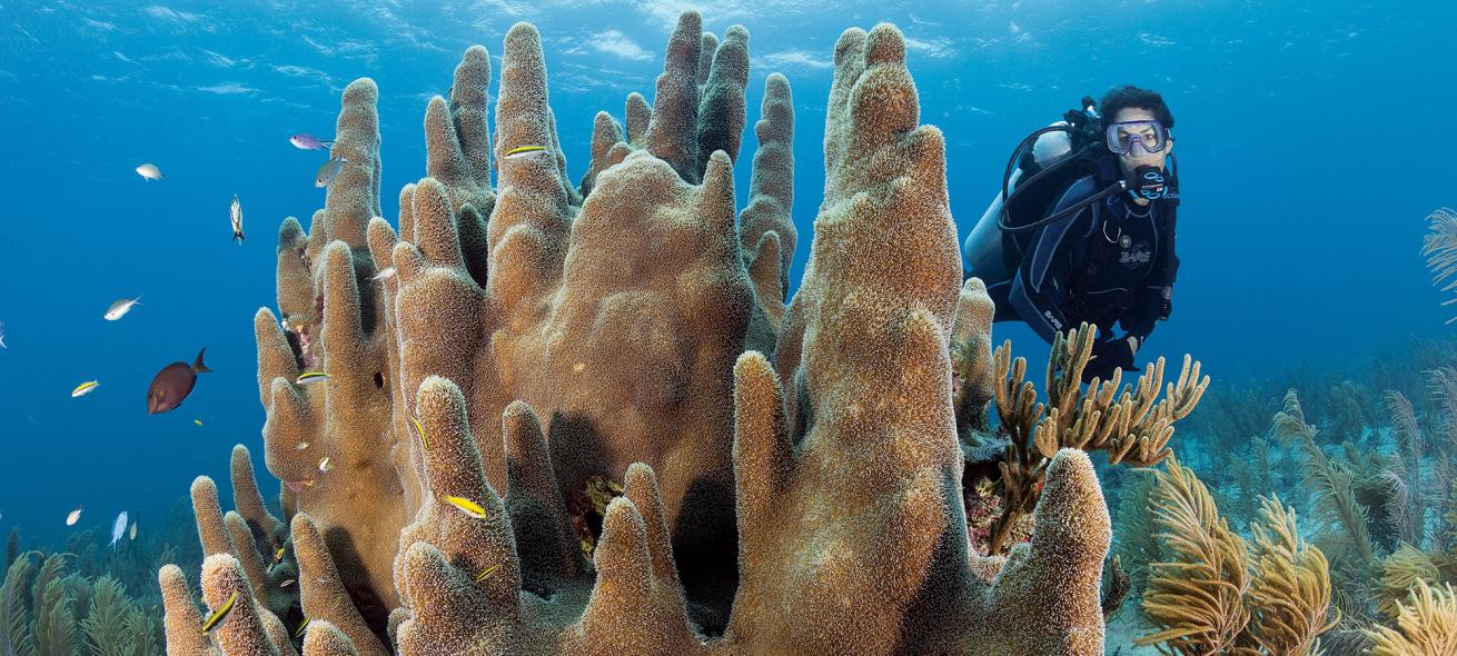 pillar corals cuba