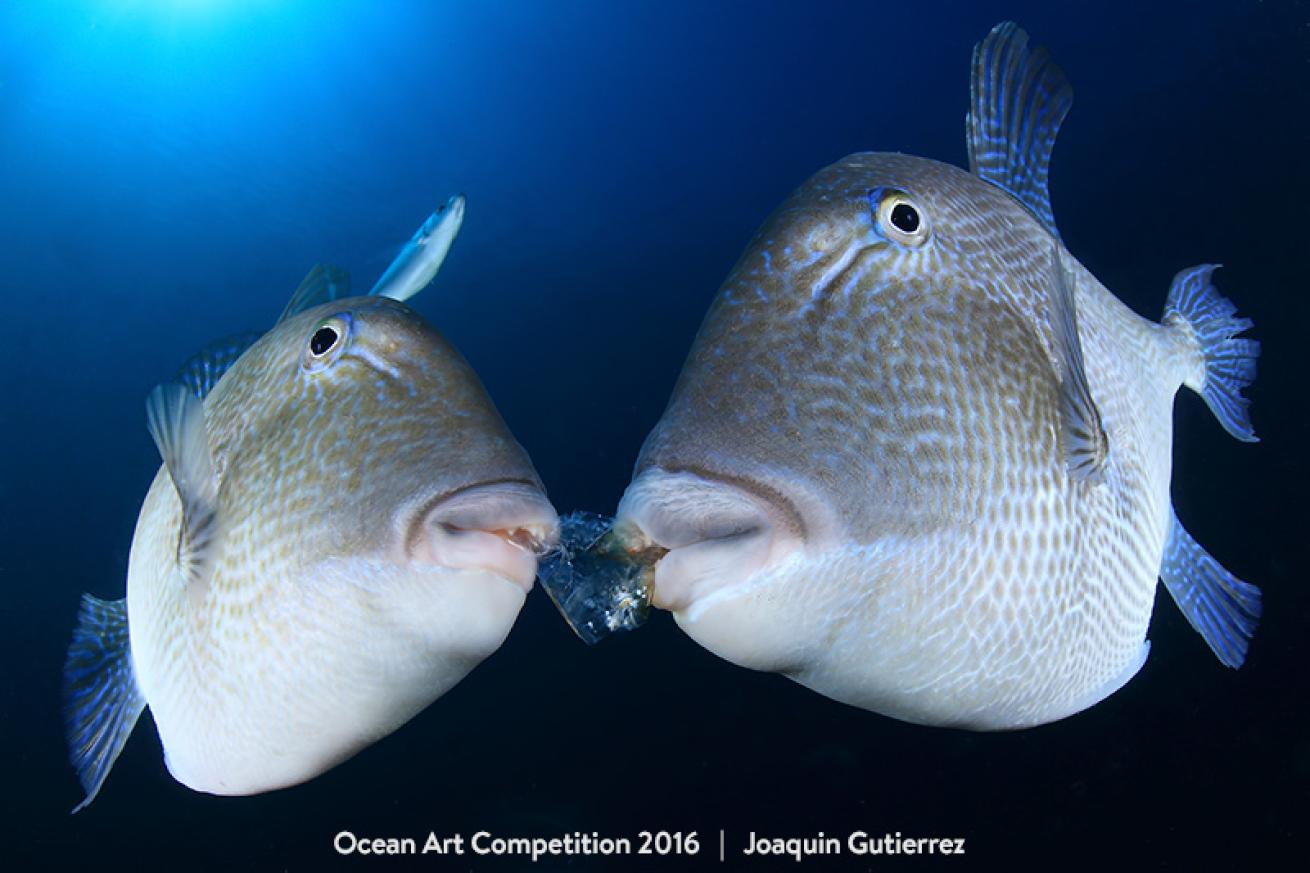 underwater photography contest winner