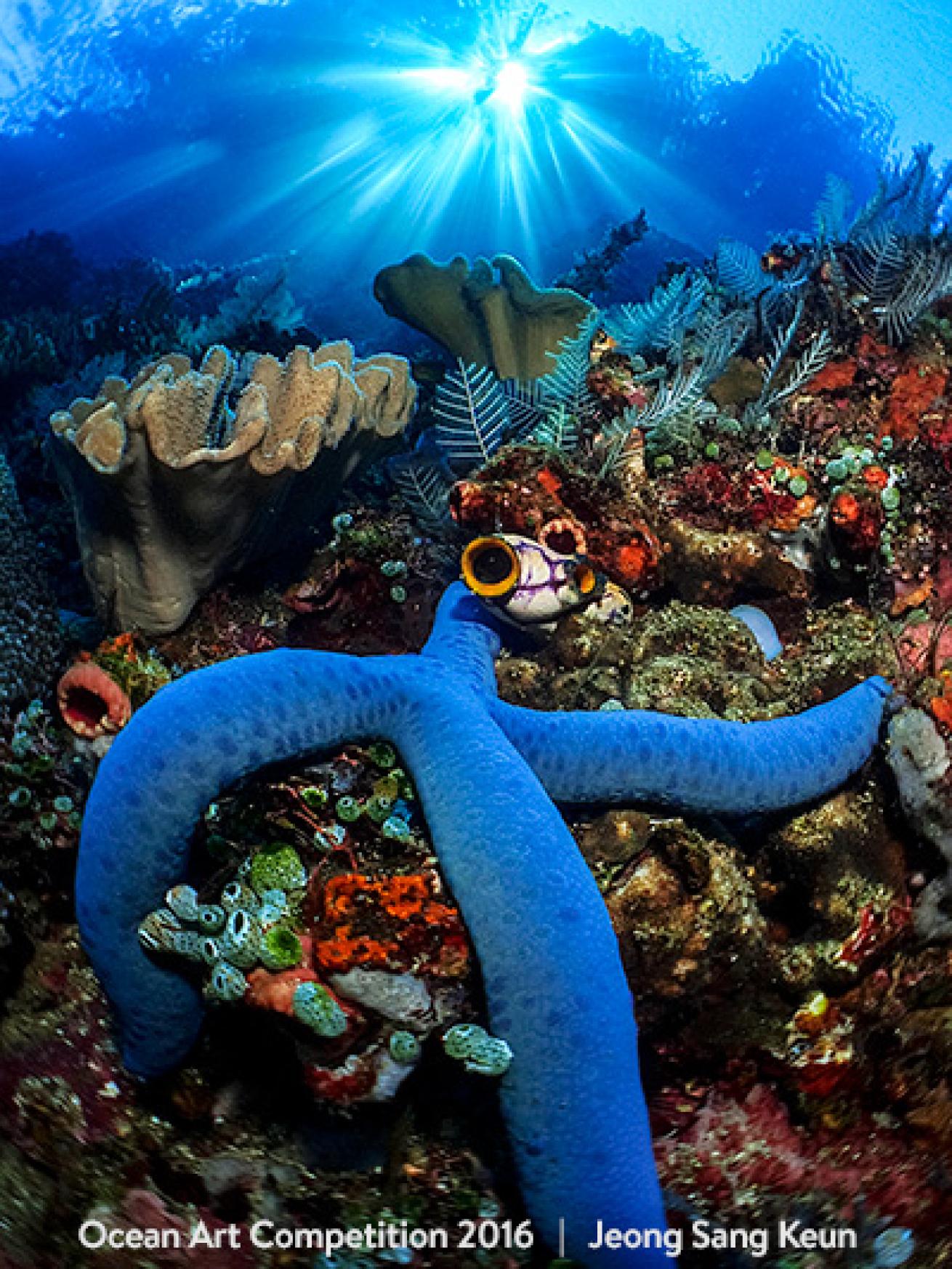 underwater photography contest winner