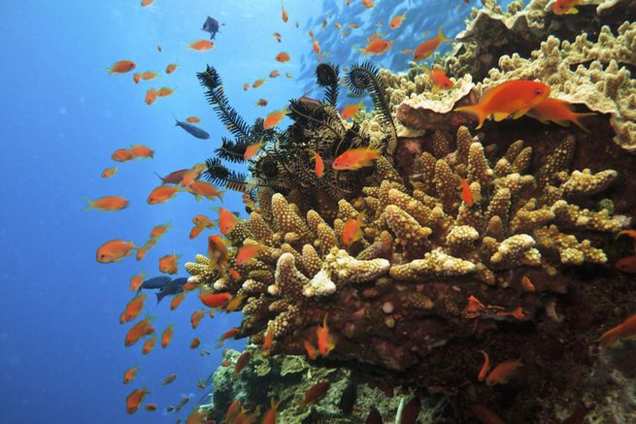 australia diving