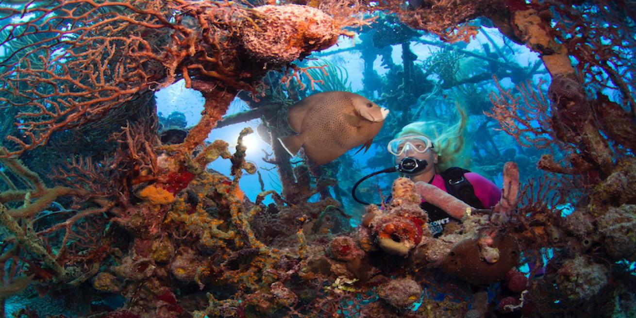 ©Stuart Cove’s Dive Bahamas
