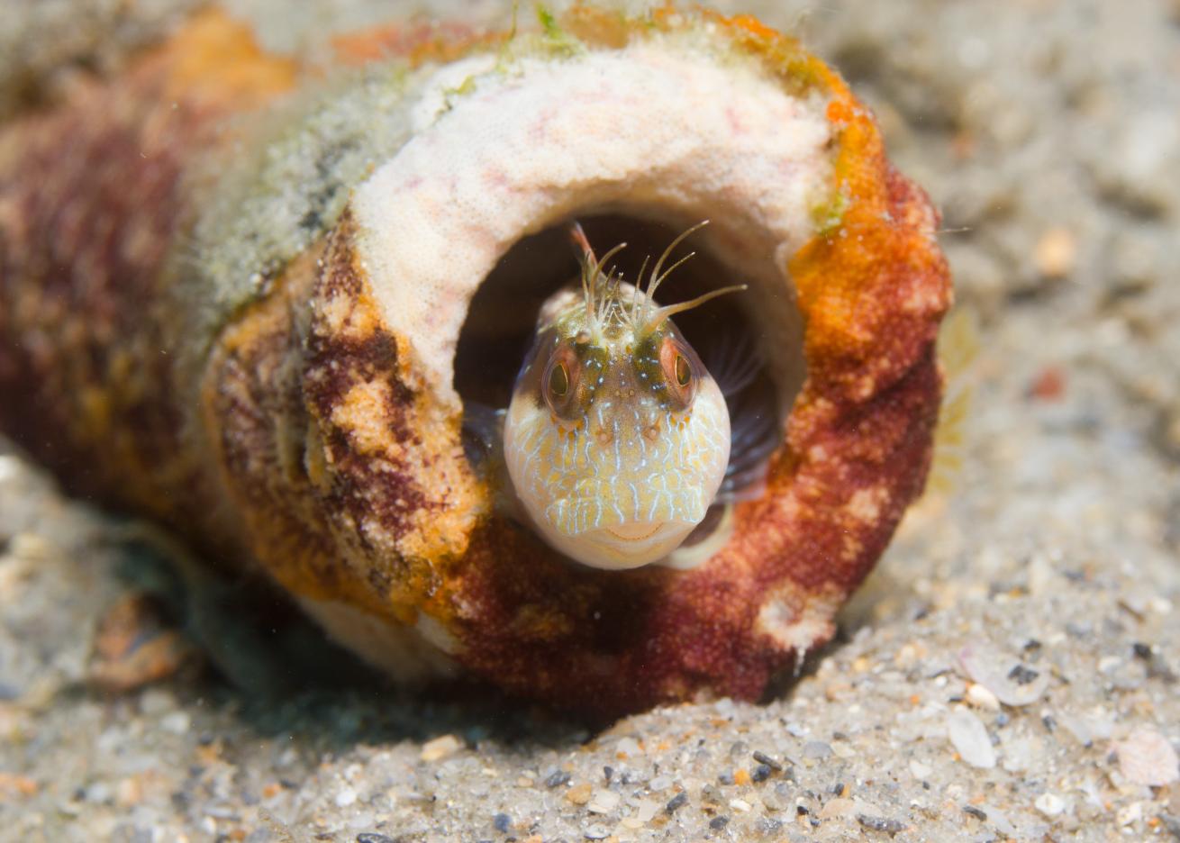 blenny blue heron bridge