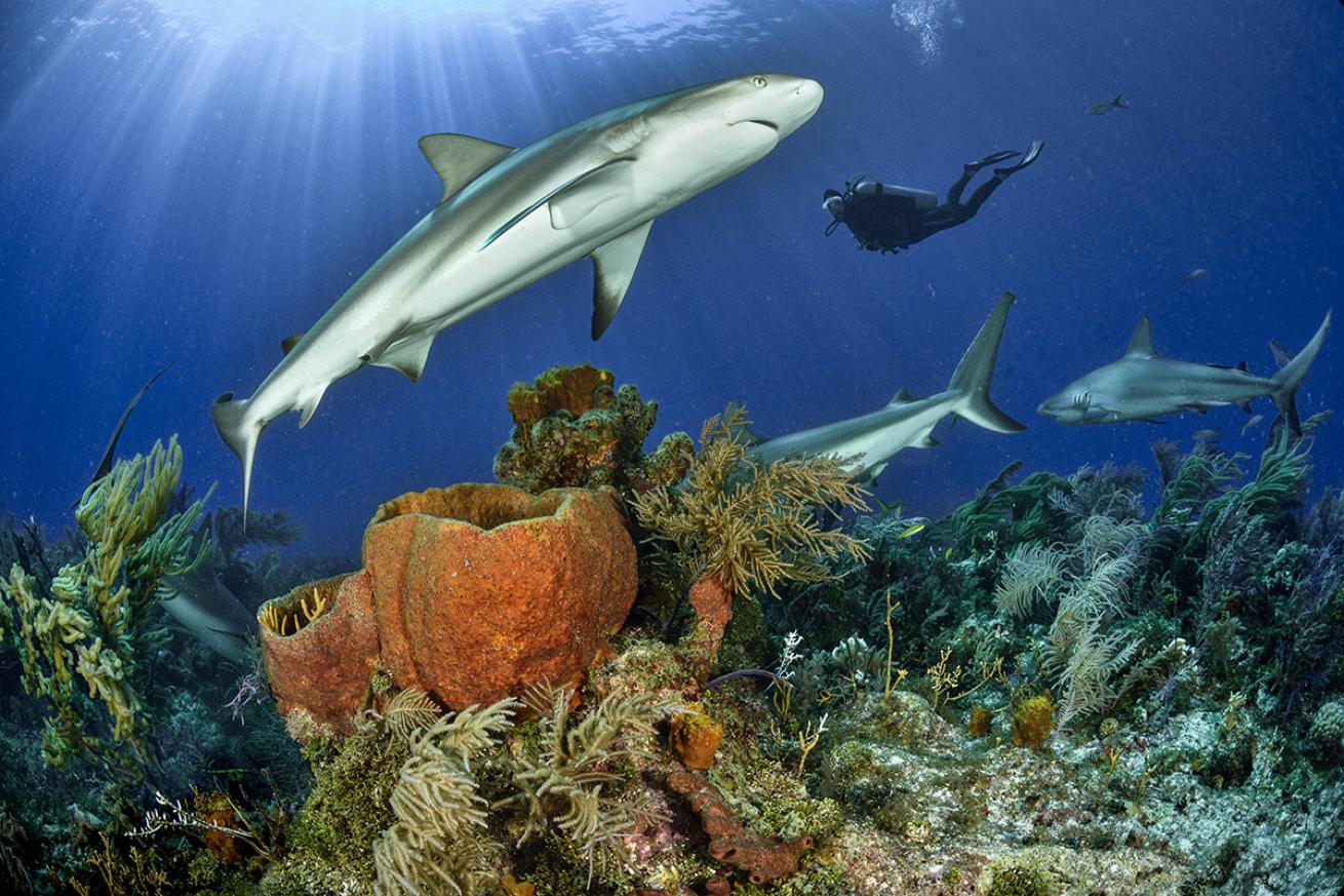 Bahamas Best Beginner Dive Destination 