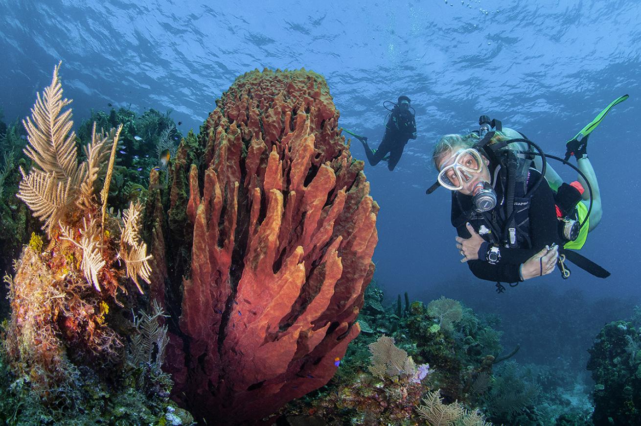 Roatan Honduras Best Beginner Dive Destinations 