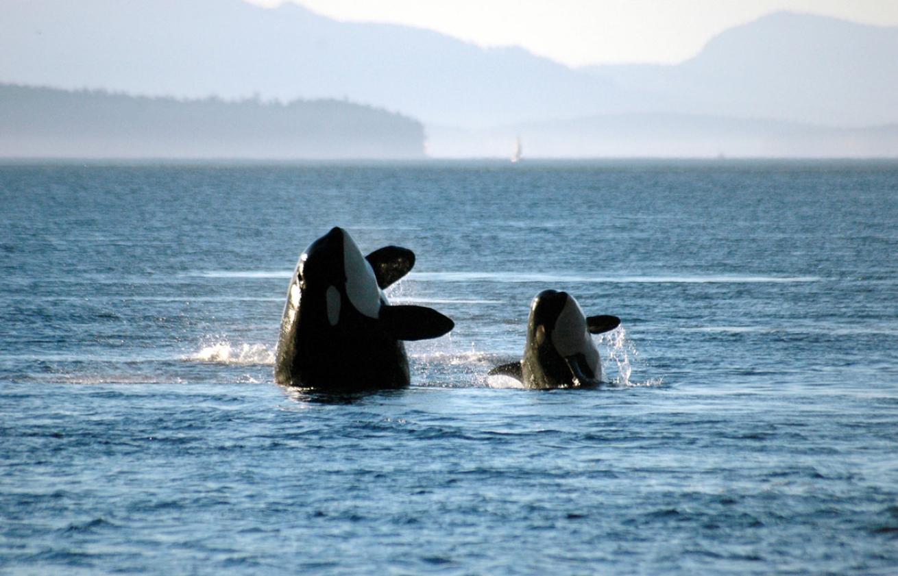 Orca and Orca Calf