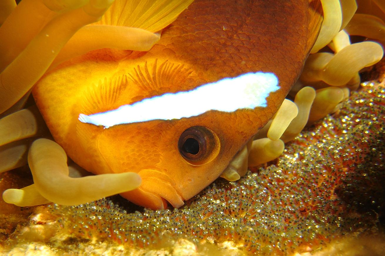 Male clownfish tends to eggs