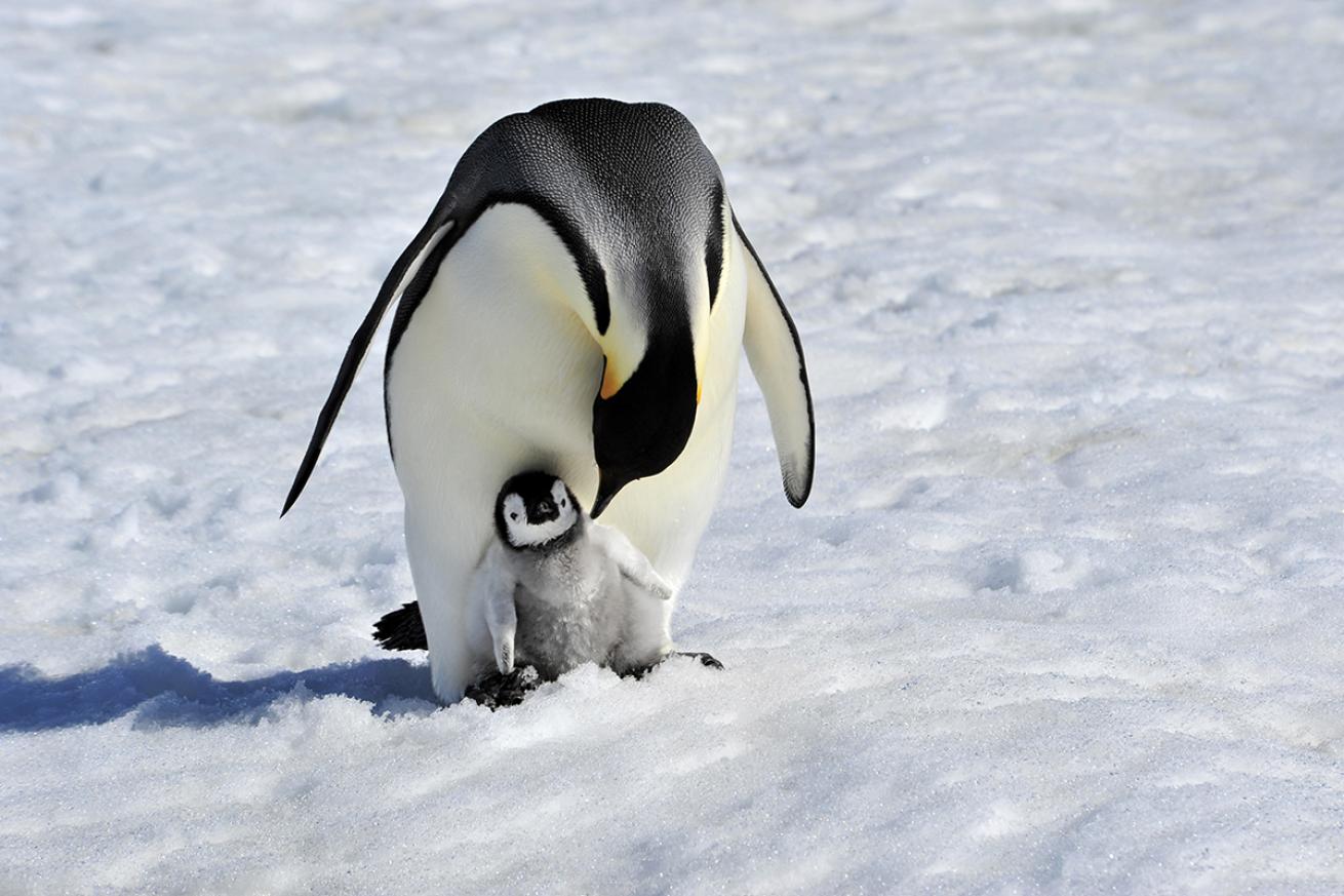 Emperor penguin nestles chick