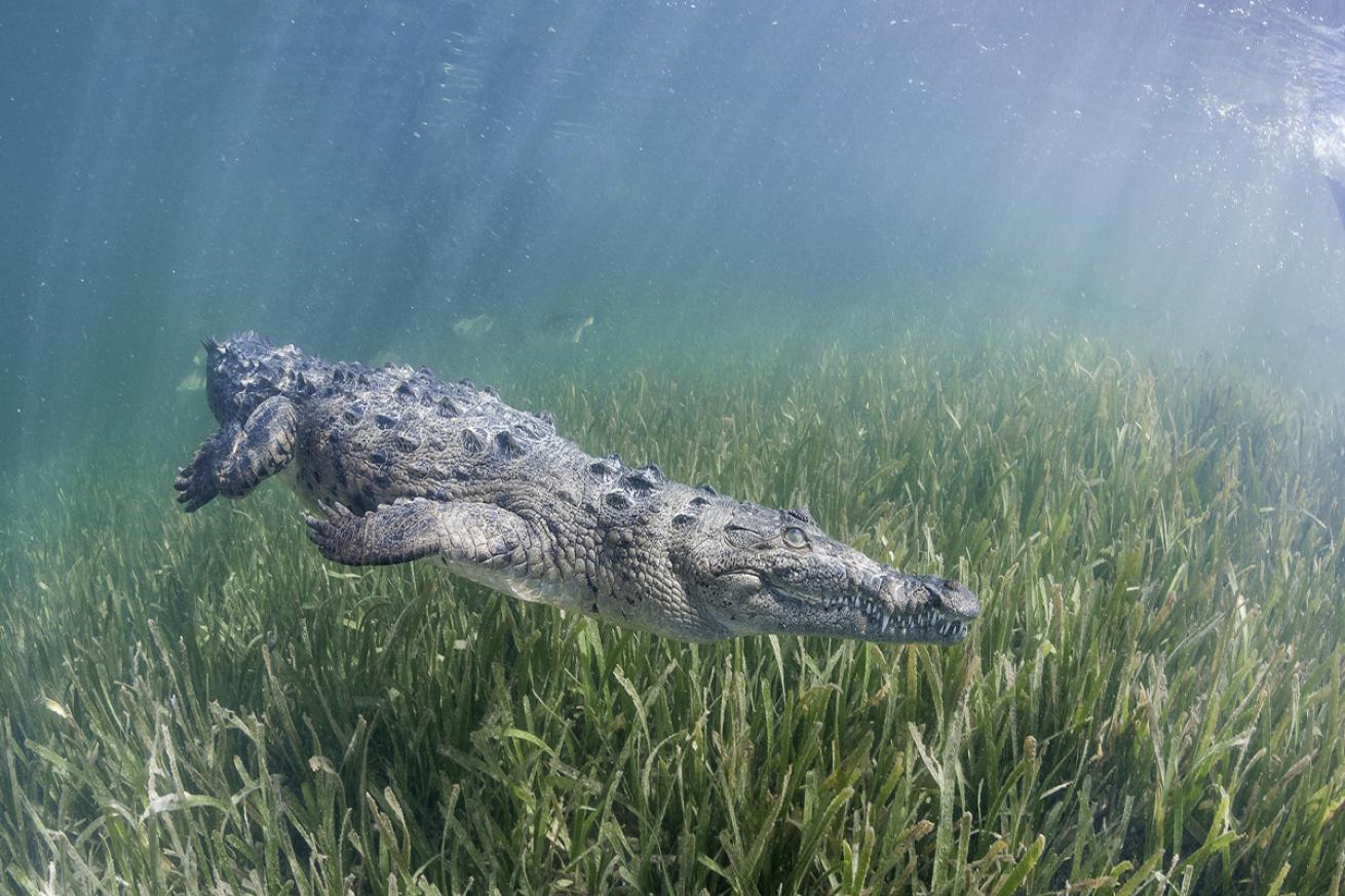 Crocodile swimming over seagrass