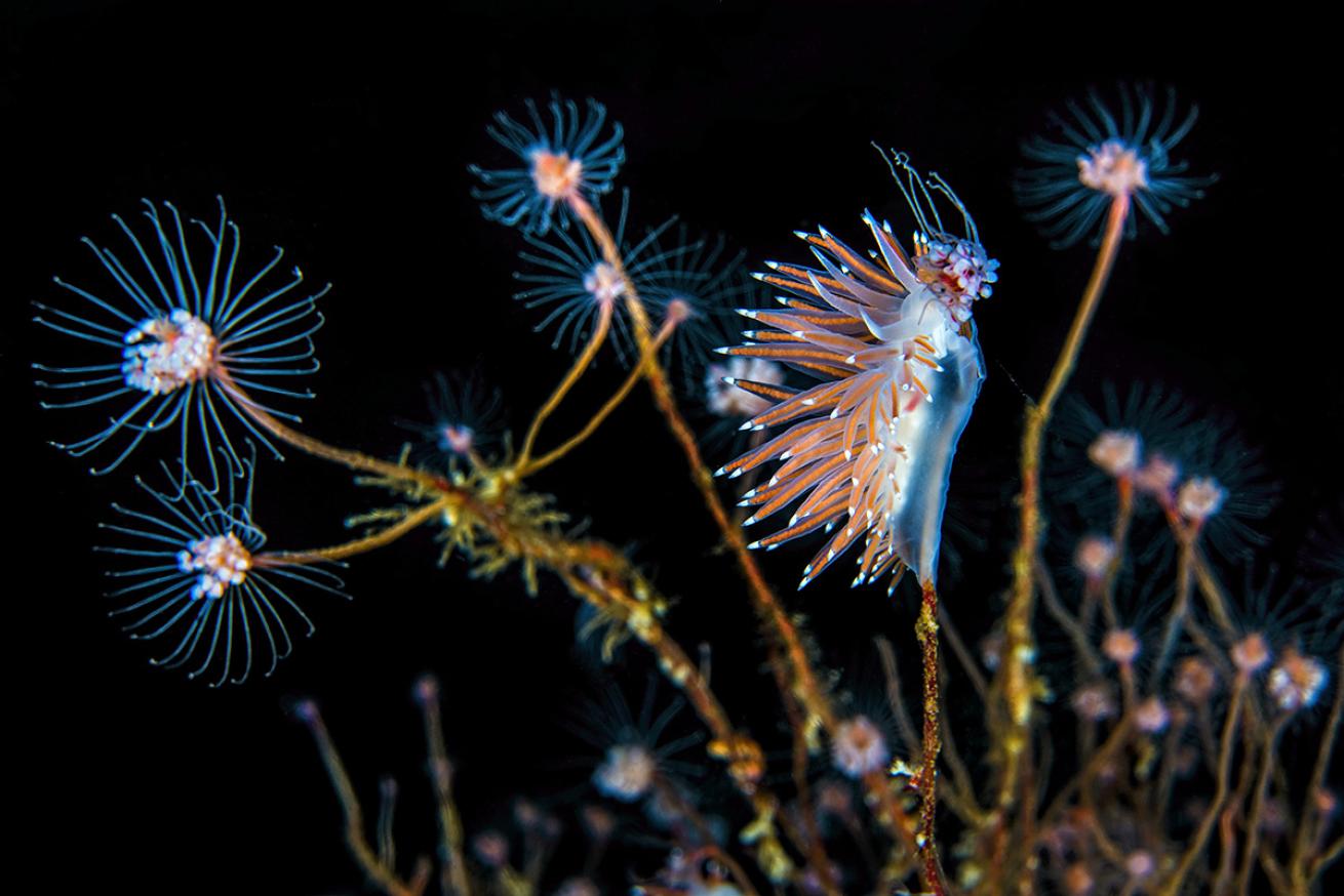 Nudibranch eating hydroids