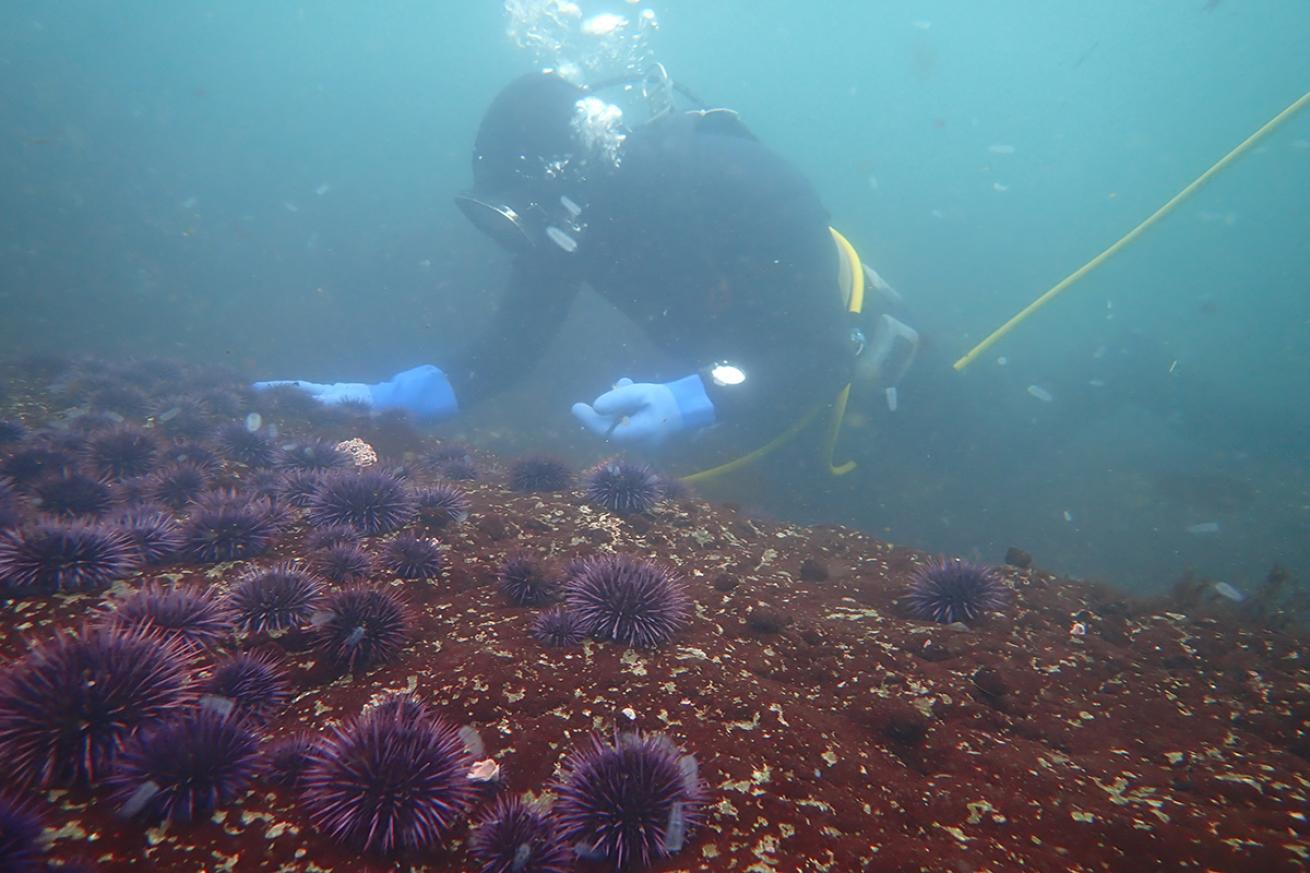 Commercial urchin culling