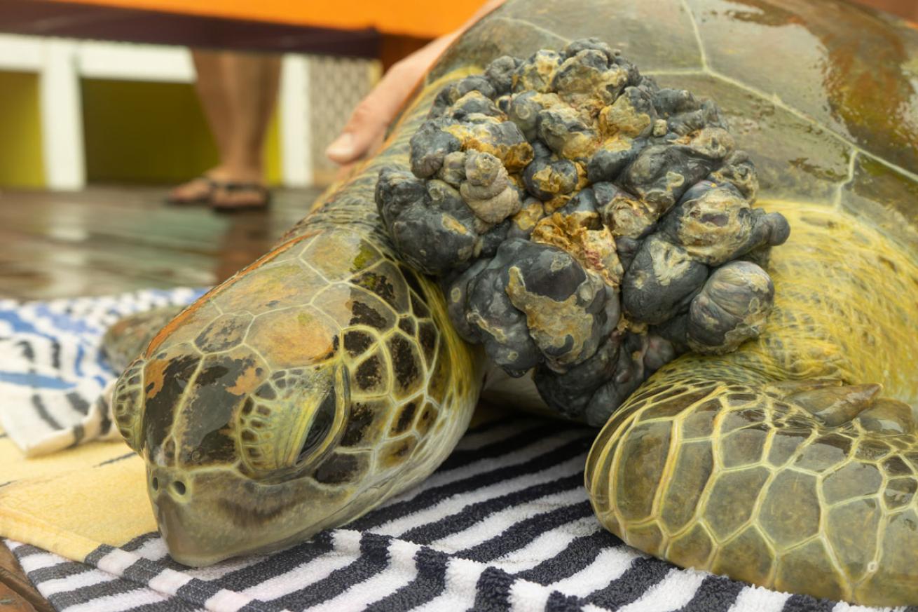 Tumor on Green Sea Turtle in Florida Keys