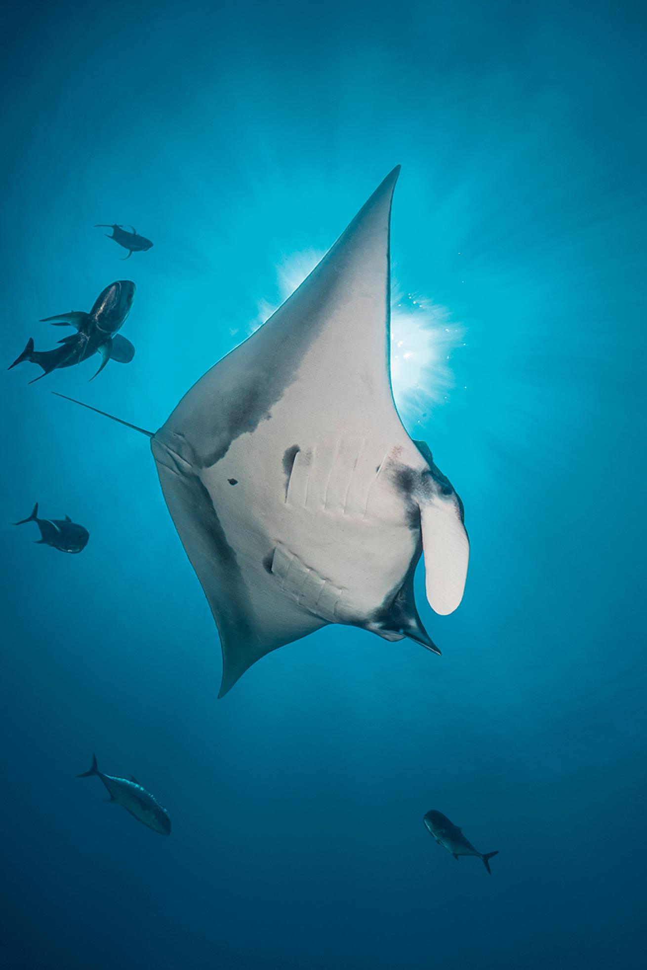 Oceanic manta ray