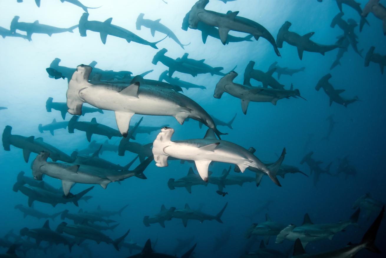 Scalloped Hammerhead Sharks