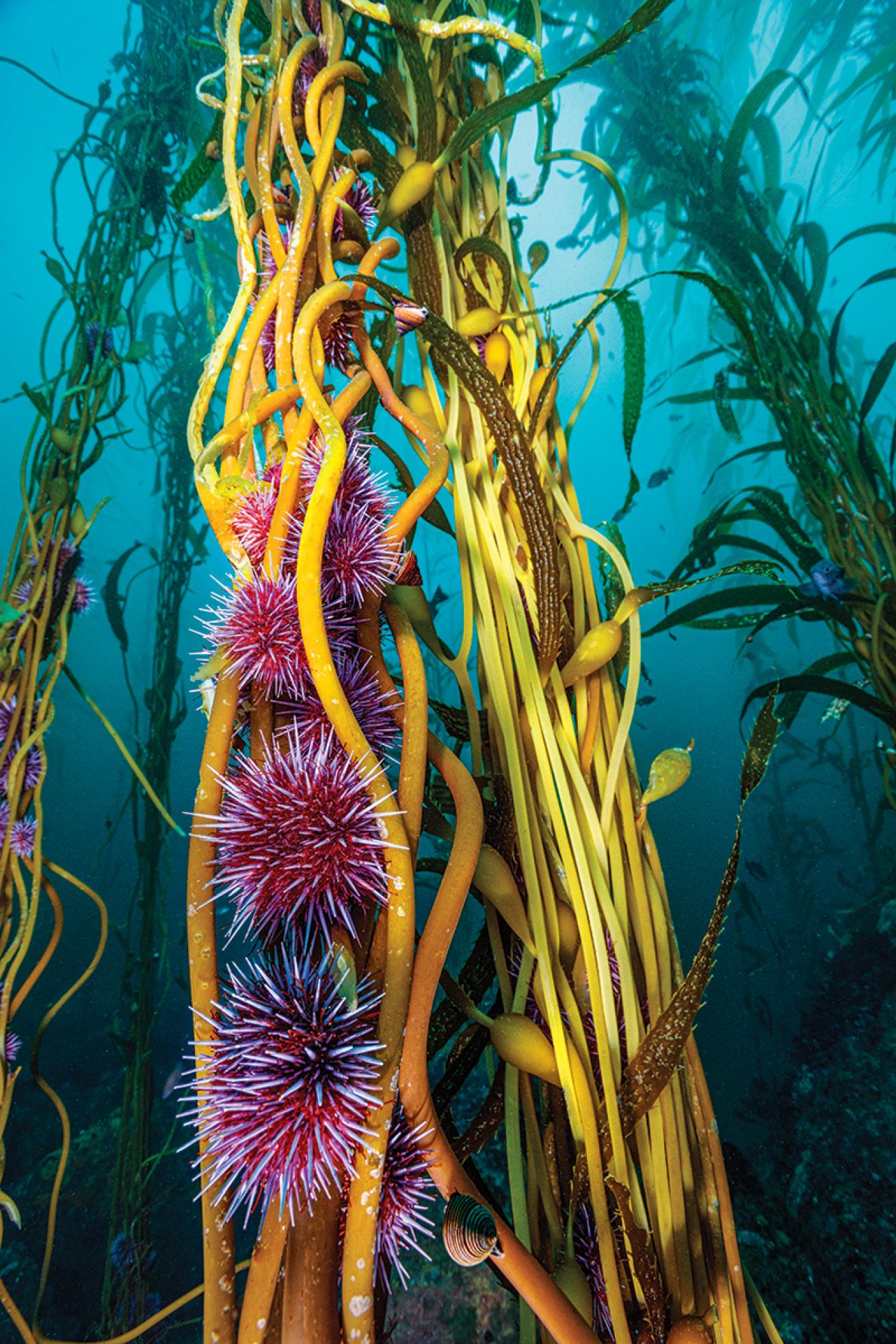 Urchins on kelp