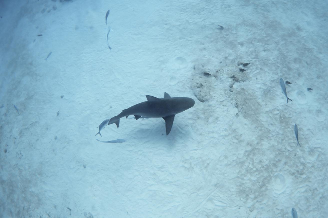 A lone bull shark swims above the seabed. 