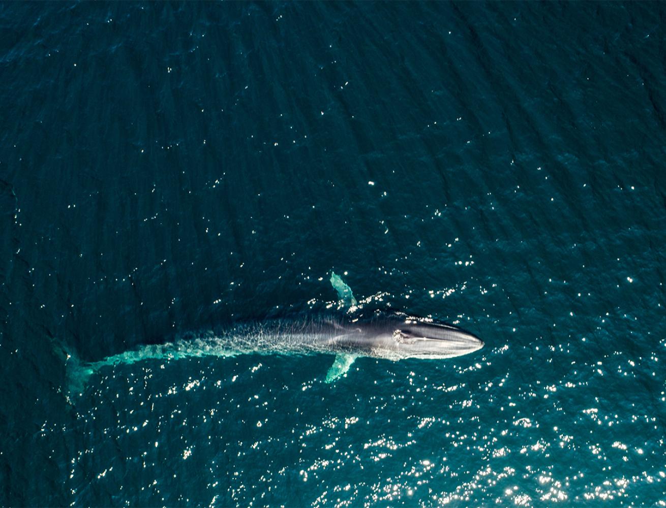 Aerial shot of fin whale surfacing