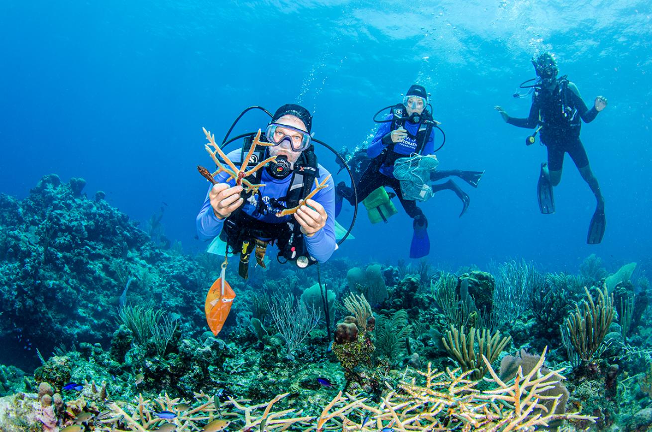 Diver holds coral outplants
