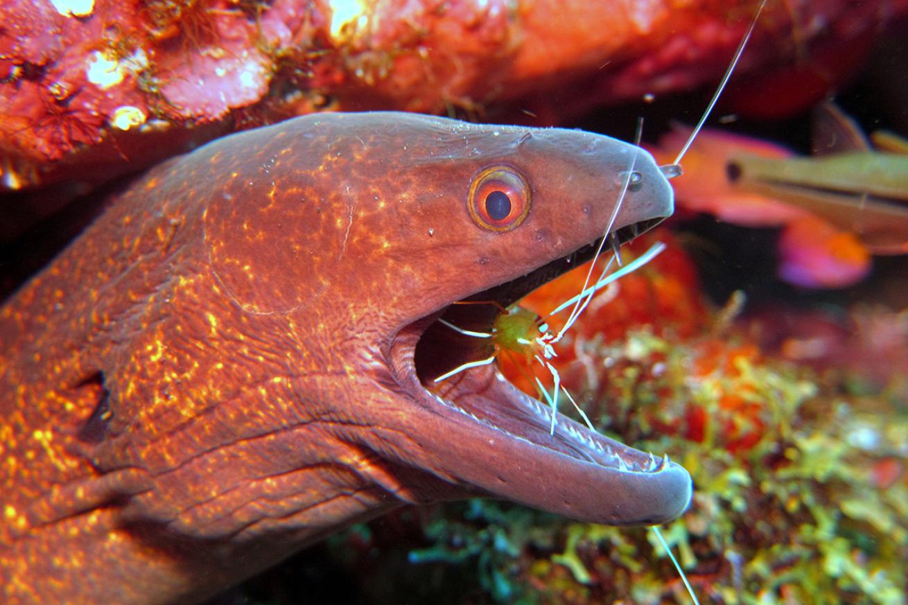 Cleaner shrimp in the mouth of a moray eel