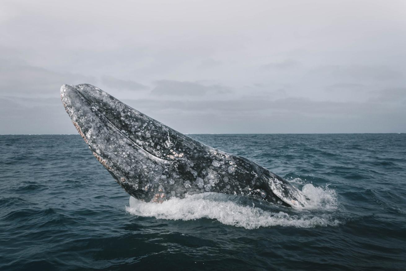 Grey whale jumping