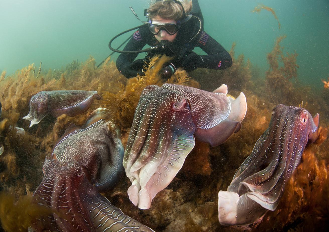 Diver with five cuttlefish