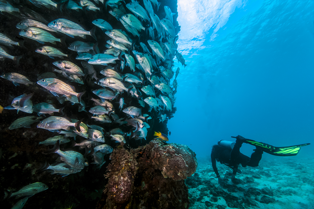 Diver swims by fish in Bonaire