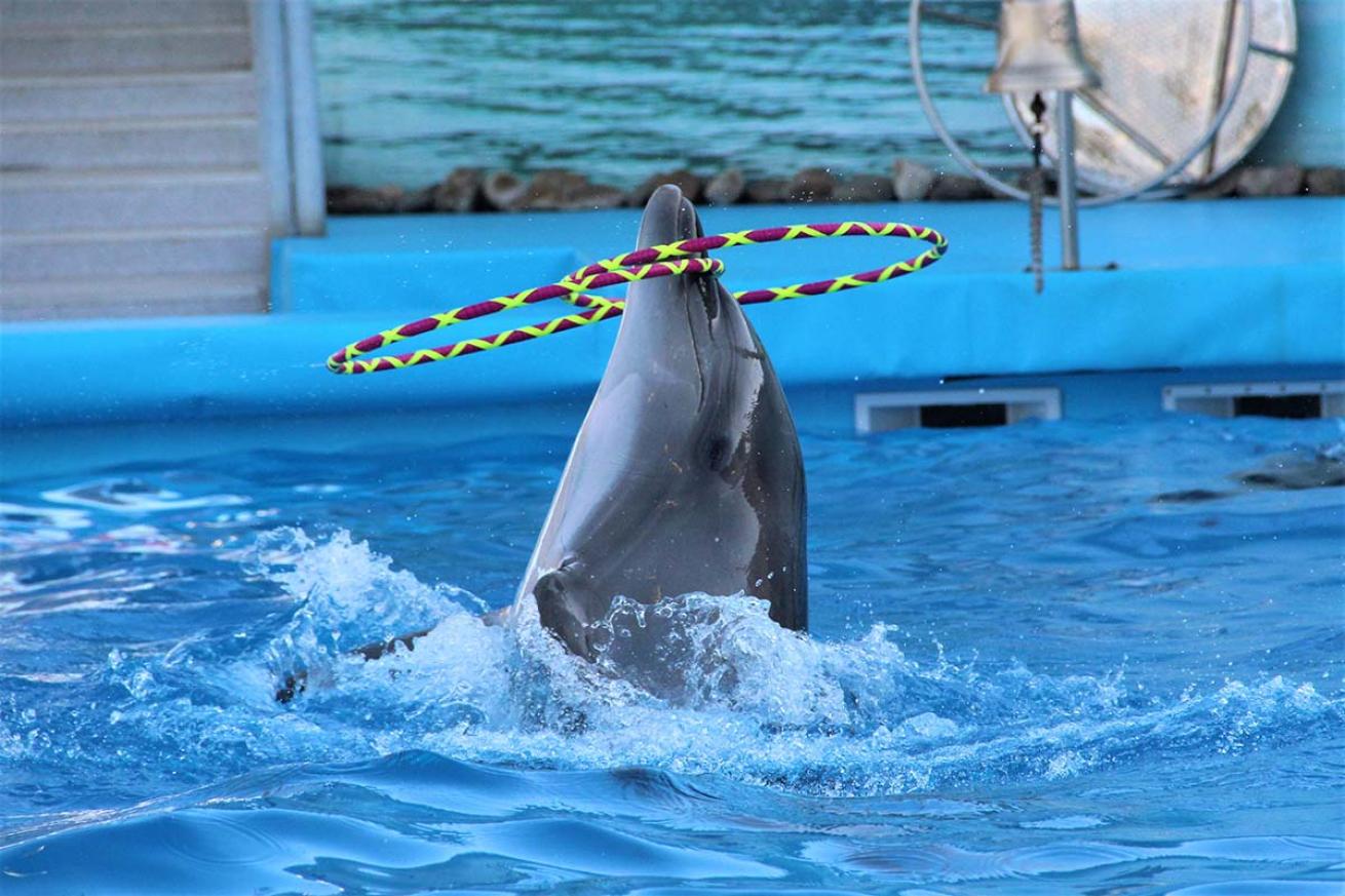 Performing dolphin