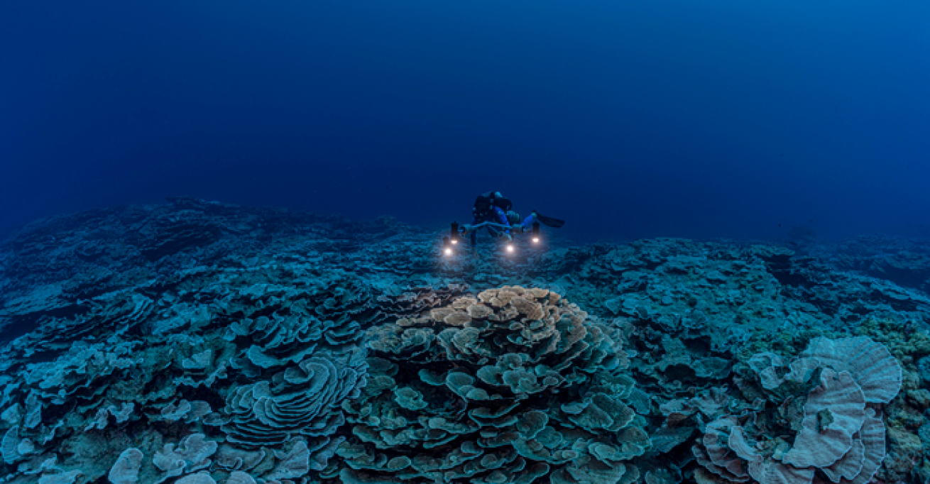 Tahiti deep coral