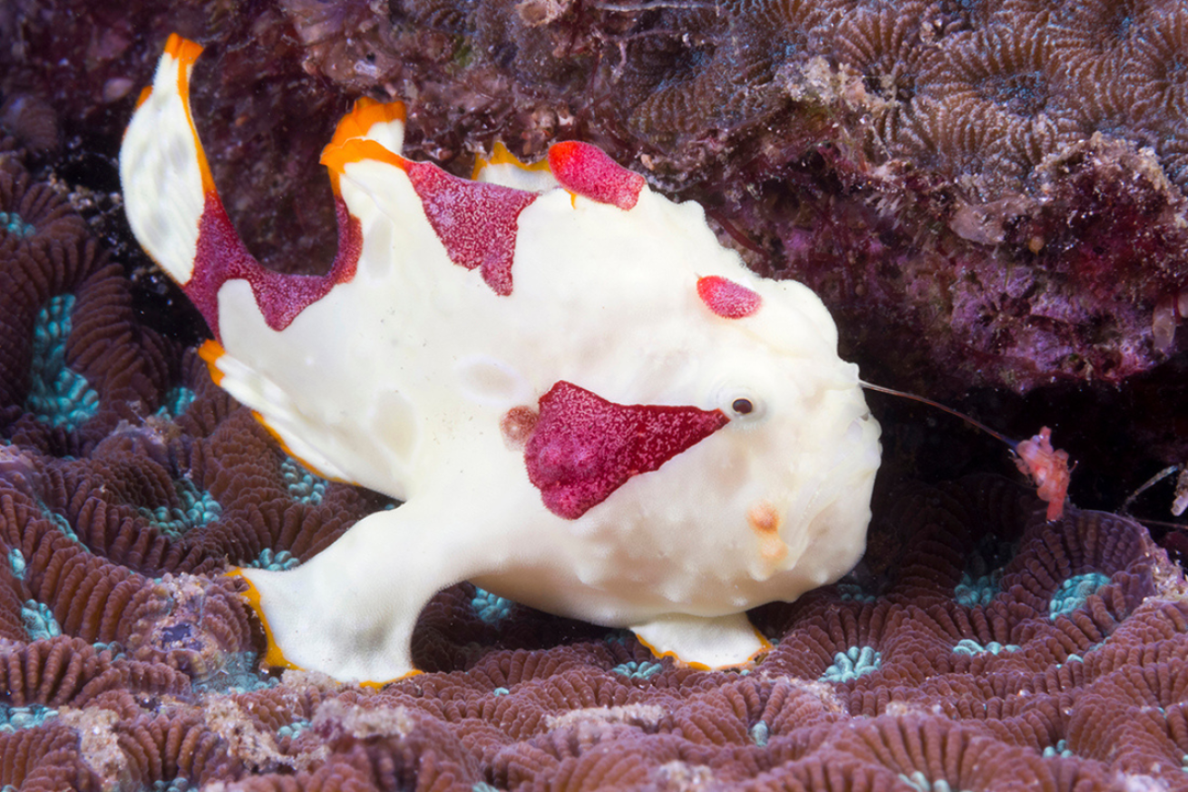 A sea creature with red spots